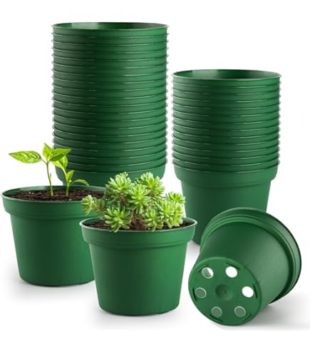 Amazon.co.jp: 多肉植物アガベ 氷山 極上小株 発根済 : DIY・工具